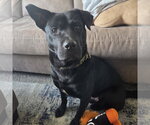 Hat Trick - Male Labrador Retriever-Unknown Mix Dog for Adoption - Small photo