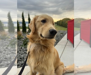 Golden Retriever Puppy for sale in O FALLON, MO, USA