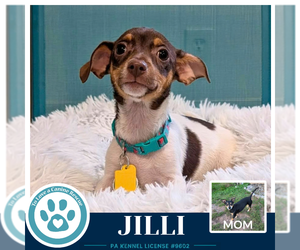 Jilli (Scooters Skittles) 100326 - Female Chiweenie Dog for Adoption - Photo #2
