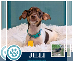 Small Photo #2 Chiweenie Puppy For Sale in Kimberton, PA, USA