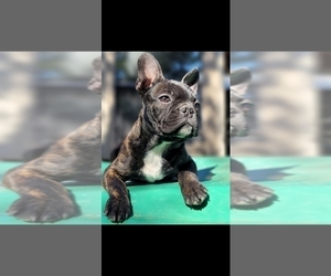 Faux Frenchbo Bulldog Puppy for sale in SAN ANTONIO, TX, USA