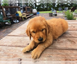 Golden Retriever Puppy for sale in LEON, KS, USA