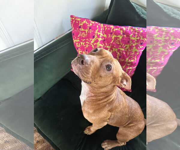 Medium Photo #2 American Pit Bull Terrier-Unknown Mix Puppy For Sale in Berkeley, CA, USA