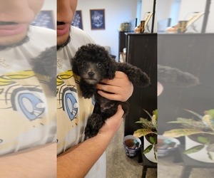 Poodle (Miniature) Puppy for Sale in CORVALLIS, Oregon USA