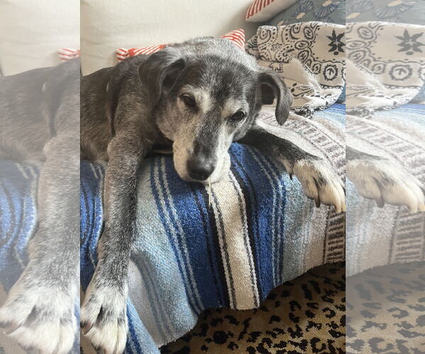 Medium Photo #5 Mutt Puppy For Sale in Philadelphia, PA, USA