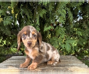 Dachshund Puppy for sale in MIDDLEBURY, IN, USA