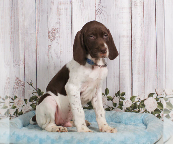 Medium Photo #1 German Shorthaired Pointer Puppy For Sale in PENNS CREEK, PA, USA