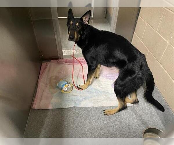 Medium Photo #1 German Shepherd Dog Puppy For Sale in Orange, CA, USA