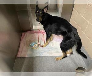 German Shepherd Dog Dogs for adoption in Orange, CA, USA