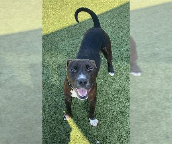Medium Photo #2 Staffordshire Bull Terrier-Unknown Mix Puppy For Sale in Pasadena, TX, USA