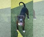Small #1 Staffordshire Bull Terrier Mix