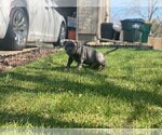Small Photo #12 American Bully Puppy For Sale in OVERLAND, KS, USA
