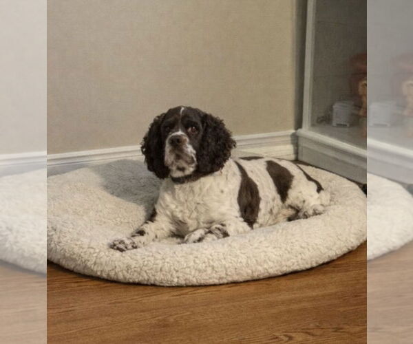 Medium Photo #1 Cocker Spaniel Puppy For Sale in Pottstown, PA, USA