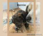 Small #6 Poodle (Toy)-Yorkshire Terrier Mix