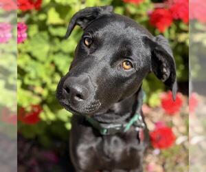 Labrador Retriever-Unknown Mix Dogs for adoption in San Diego, CA, USA