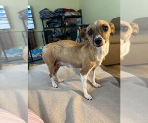 Chihuahua-Unknown Mix Dogs for adoption in Lakewood, CO, USA