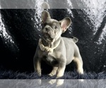 Small Photo #112 French Bulldog Puppy For Sale in WARSAW, IN, USA