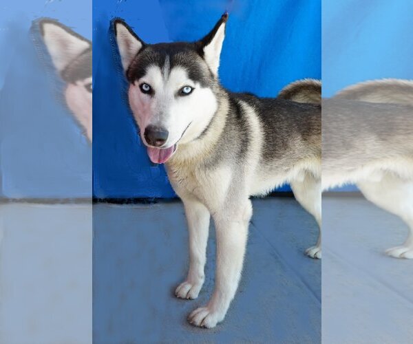 Medium Photo #2 Huskies -Unknown Mix Puppy For Sale in Pasadena, CA, USA