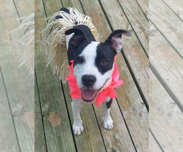 Medium Photo #6 American Pit Bull Terrier-Unknown Mix Puppy For Sale in Murfreesboro, NC, USA