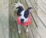 Small #5 American Pit Bull Terrier Mix