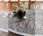 Puppy Puppy 2 Akita