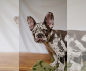 French Bulldog Puppy for Sale in SUWANEE, Georgia USA