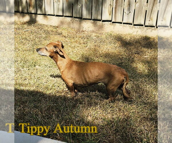 Medium Photo #8 Dachshund Puppy For Sale in San Antonio, TX, USA