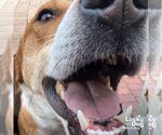 Small #13 Labrador Retriever Mix