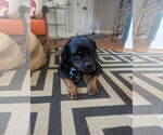 Small #3 Rottweiler