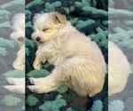 Small Photo #23 F2 Aussiedoodle Puppy For Sale in OZARK, MO, USA