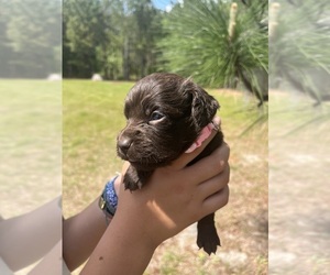 Boykin Spaniel Puppy for sale in LEXINGTON, SC, USA