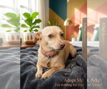 Stanley - Male Chihuahua Dog for Adoption - Small photo