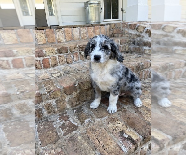 Medium Photo #4 Aussiedoodle Puppy For Sale in FRANKLINTON, LA, USA