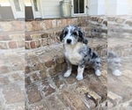 Small Photo #4 Aussiedoodle Puppy For Sale in FRANKLINTON, LA, USA