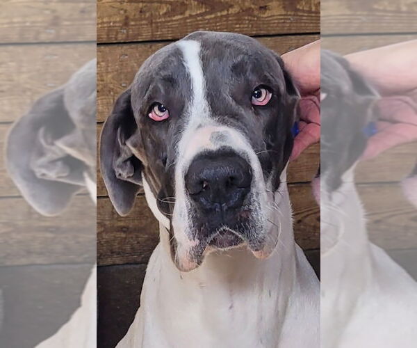 Medium Photo #3 Great Dane Puppy For Sale in Palm Beach, FL, USA