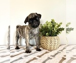 Small #1 Pug