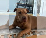 Small #3 Mutt