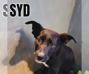 Mutt Dogs for adoption in Westwood, NJ, USA