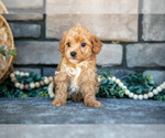 Small #1 Poovanese