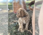 Small Photo #11 Goldendoodle (Miniature) Puppy For Sale in RUSSELLVILLE, MO, USA