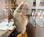 Small #9 French Bulldog
