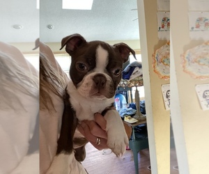 Boston Terrier Puppy for sale in BOONE, NC, USA