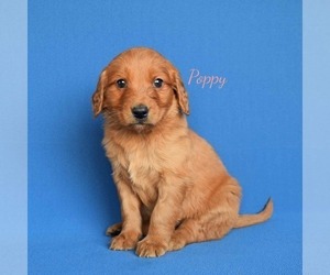 Goldendoodle (Miniature) Puppy for sale in NEW PARIS, IN, USA