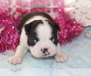Boston Terrier Puppy for sale in BROOKSVILLE, FL, USA