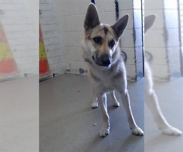 Medium Photo #1 German Shepherd Dog Puppy For Sale in San Bernardino, CA, USA
