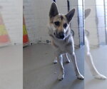Small German Shepherd Dog