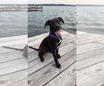 Small #2 Great Dane Mix