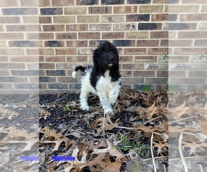 Labradoodle Puppy for sale in SELMER, TN, USA