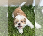 Puppy Baxter Shih Tzu