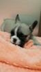 Small Photo #6 French Bulldog Puppy For Sale in PHILA, PA, USA